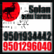 Emu farm in JODHPUR,  Solan Emu Farms 9501934442   RERE775