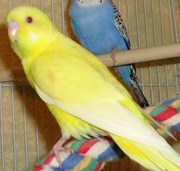 Budgerigars For Sale....3 months old