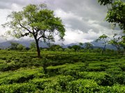 Complete Jungle Trip at Dooars on this Summer 2013