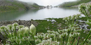 Valley Of Flowers Trek