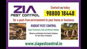 Zia Pest control | Rodent Pest Control | 100% Result Satisfaction | 70