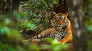 Ranthambore Safari Booking Guide – Everything You Need to Know f