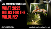 Venture into the Pench National Park Wilderness – Book Your Jungle Saf