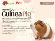 American Guinea Pig – A Cute & Gentle Companion
