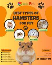 Hamster for Sale in Kanpur 